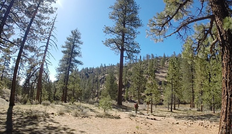 Coming into Lilly Meadow