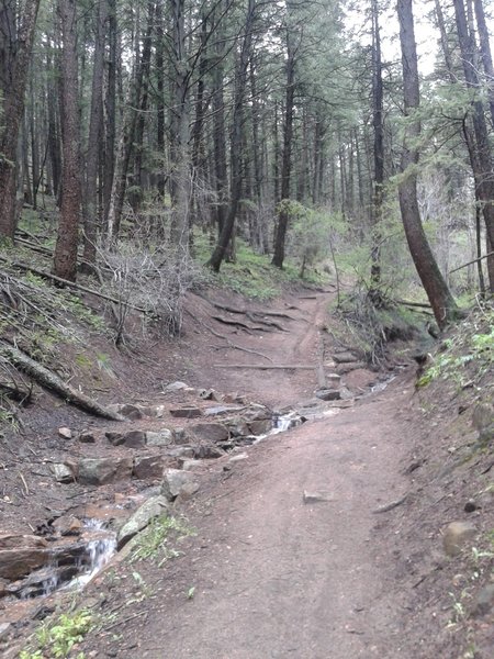 Going up the Enchanted Forest trail.