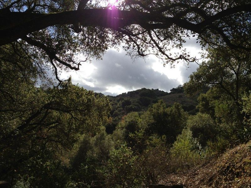 View from the trail through the trees