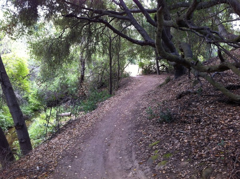 Coyote Run in Aliso Woods.  Wood Creek is on the left.