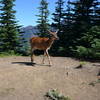 Deer at home on Hurricane Ridge