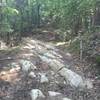 Rocks protruding from the trail.