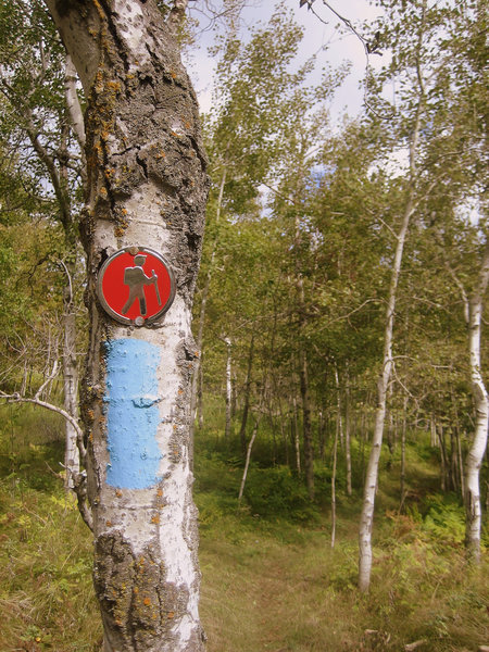 A blue blaze of the SHT (Superior Hiking Trail).