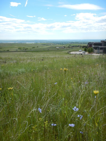 Fields of wildflowers