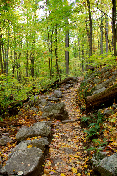 Fall leaves on Ridge Trail path