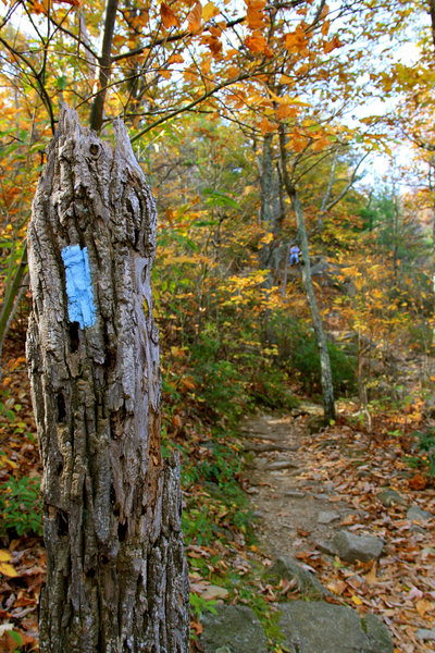 Broken tree branch and the trail blazers.