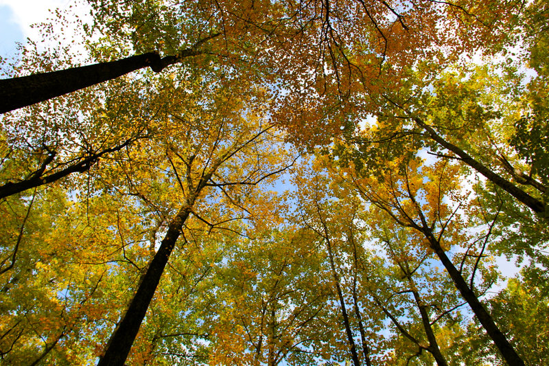 Colorful of fall foliage is the awesome feeling and smell