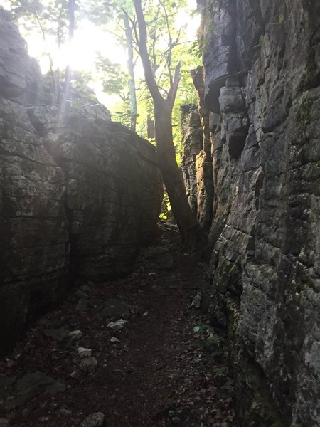 Stone Cuts!  A large tree blocks part of the trail.