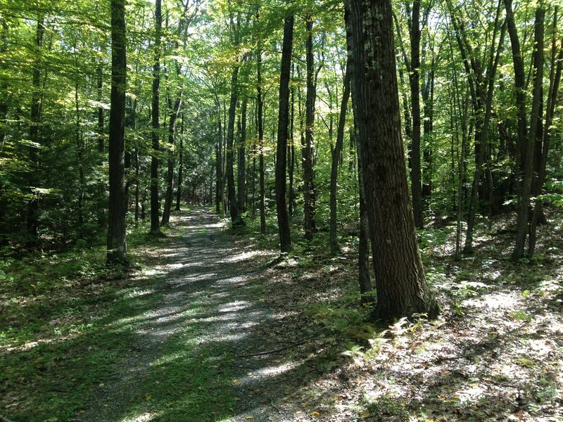 Classic Northfield forest trail