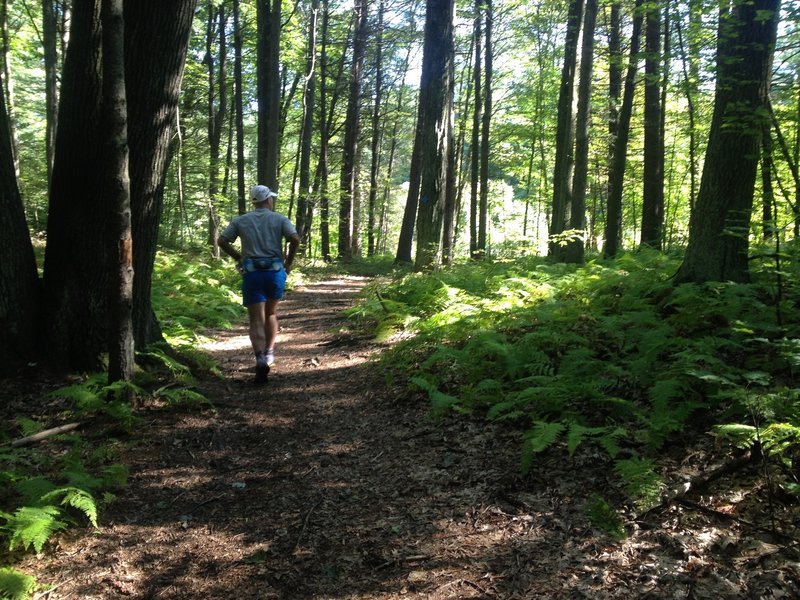 Running through beautiful New England forests