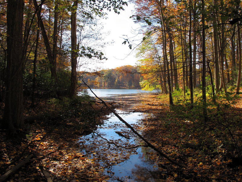 Clopper Lake Feeder Stream