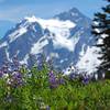 Alpine flowers.