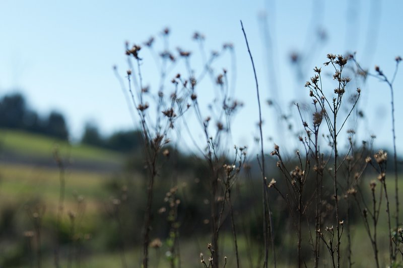 A macro shot on the Lake View Trail.