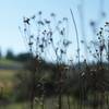 A macro shot on the Lake View Trail.