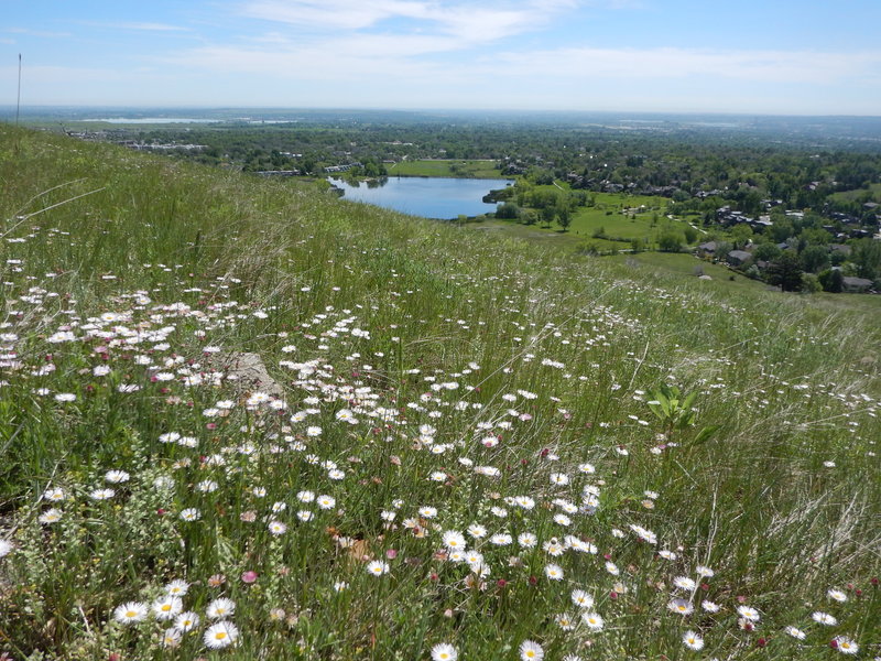 Wildflower profusion