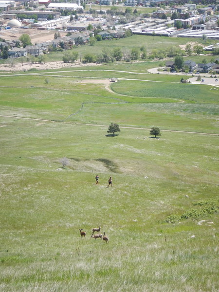 The local deer population is used to seeing trail runners