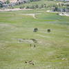 The local deer population is used to seeing trail runners