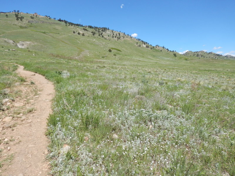 More established trail closer to the Foothills South Trail