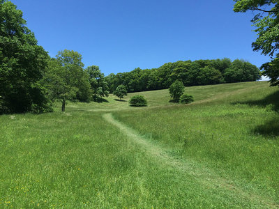 Out of the creek bed and into the pasture.