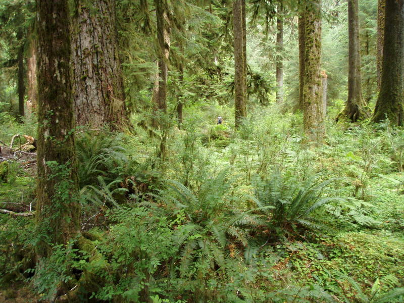 Hoh River mosses and ferns (photo by Reba Bear)