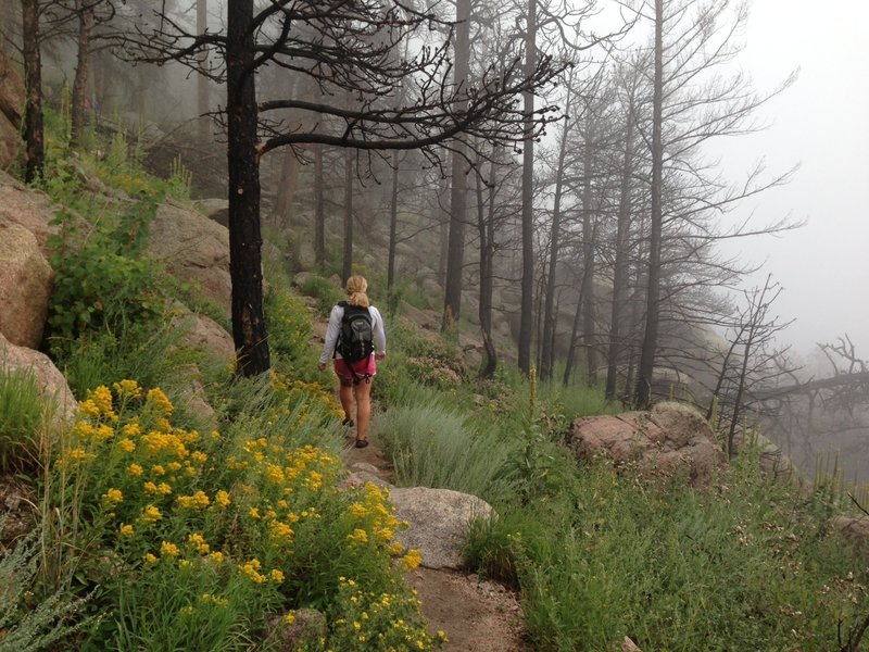 Rainy day on Greyrock Mountain.