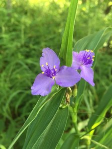 Monte Sano has a lot beautiful wildflowers during the spring and summer months.