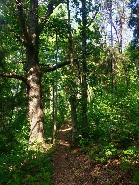 Wooded singletrack