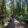 Enjoying the Marymere Falls Trail (photo by Ralph Arvesen)