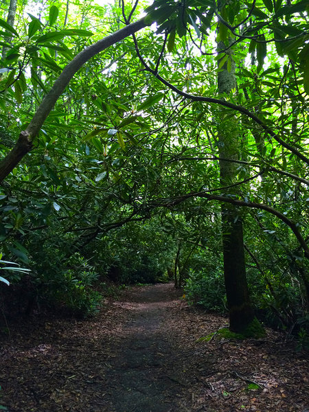 Rhododendron tunnel.