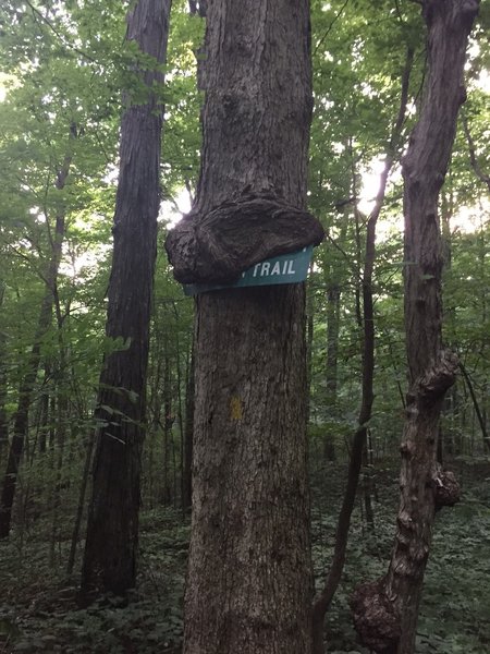 Old road sign on Mountain Mist overcome by tree growth