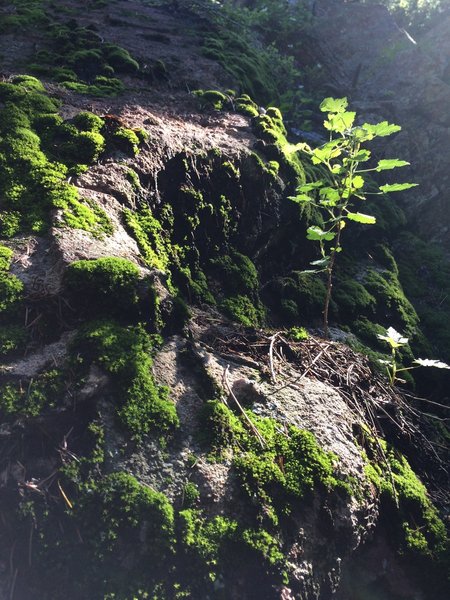 The steep walls of Shadow Canyon provide a cool respite from the heat - and the mosses love it!