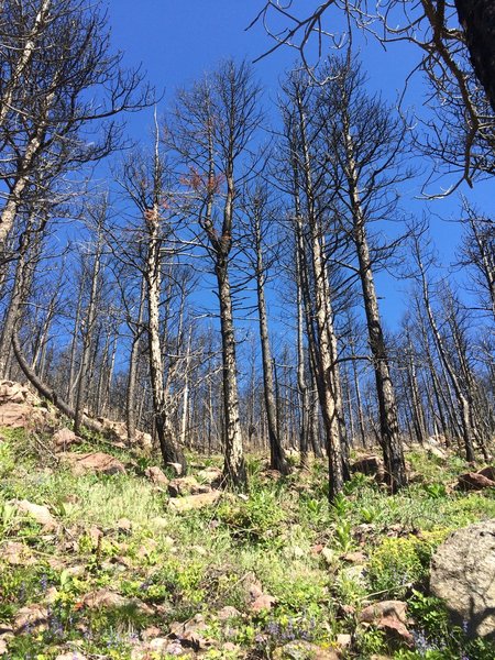 Getting up near the top, the trail levels out (relatively speaking) into switchbacks as you enter the burned area (Bison Flagstaff Fire, 2012)