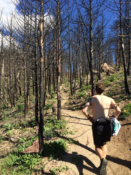 Once you get to the runnable section inside the burned area, the lung-busting climb is almost over. You're not far from the saddle and great views of Walker Ranch.