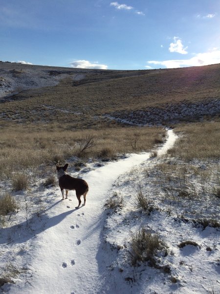 Smooth and silky singletrack on the north slopes of Cowiche Mountain