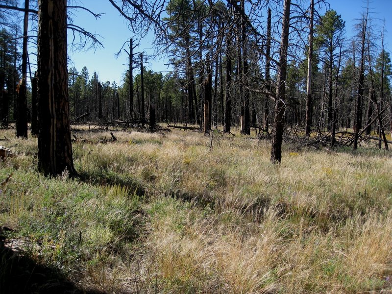 The Komo Point trail becomes obscure in places (Photo by brewbooks)