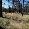 The Komo Point trail becomes obscure in places (Photo by brewbooks)