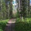 Trail through the forest on Ridge Trail portion of this loop