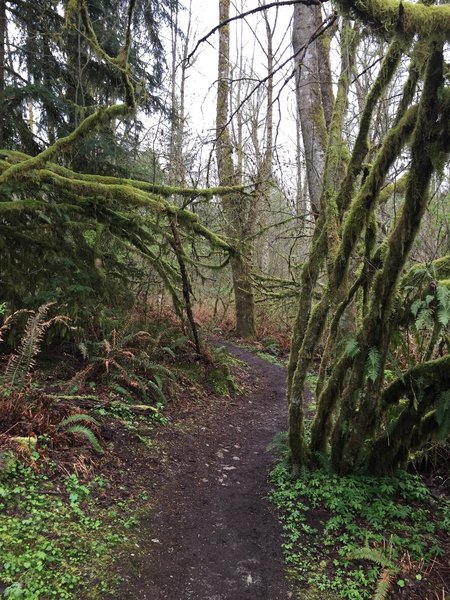 Moss on the Klondike Swamp Trail