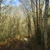 The East Fork Trail is wooded