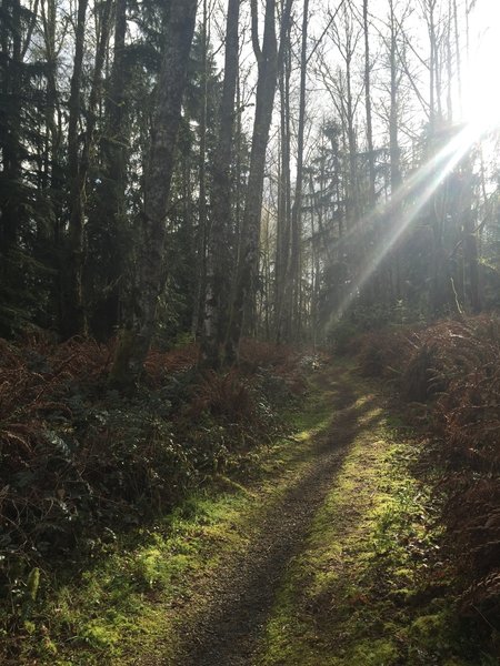 Nice sunlight beams breaking through to the Mine Shaft Trail