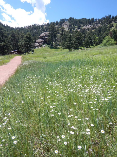 Looking uphill from the Panorama Trail