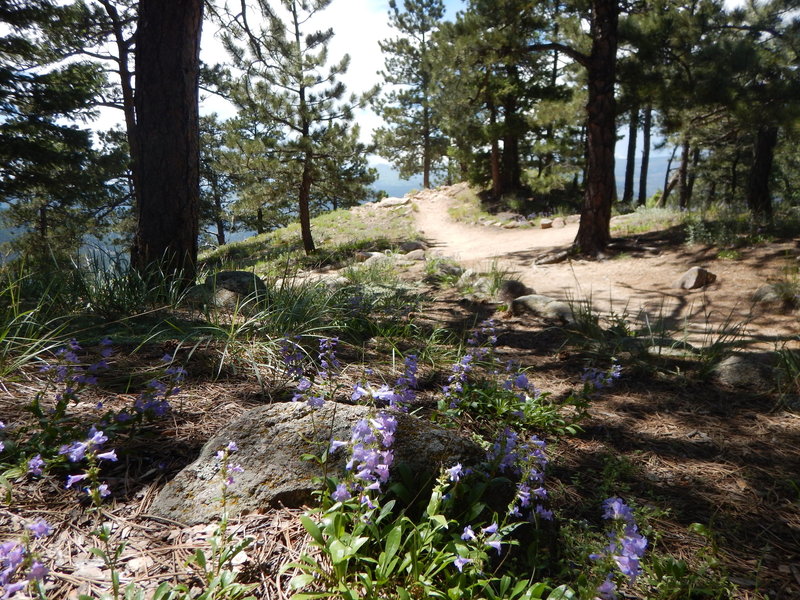 Wildflowers along the Artist Point Trail