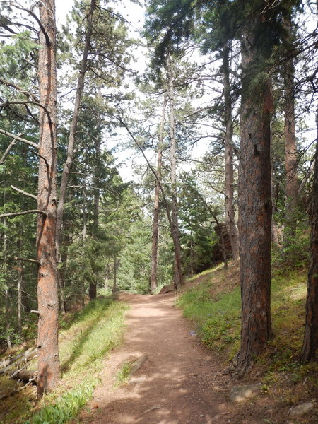 Pleasant, briefly level section of the Saddle Rock Trail