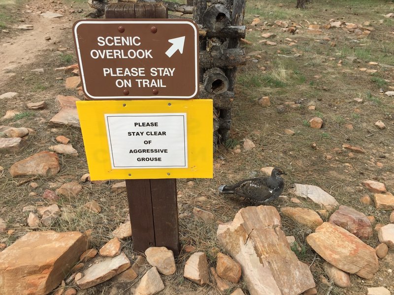 A sign warning of an aggressive grouse and the aformentioned aggressive grouse.