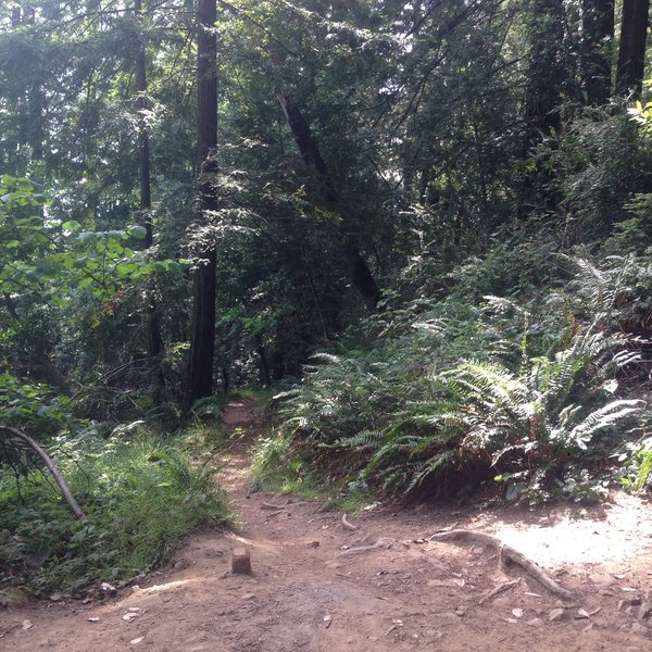 Beginning of French Trail after dropping down Madrone trail.