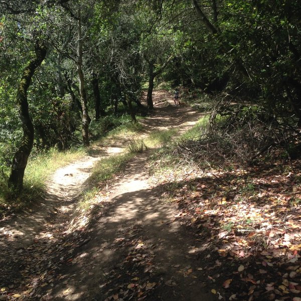 Running up Orchard Trail.  Steep!