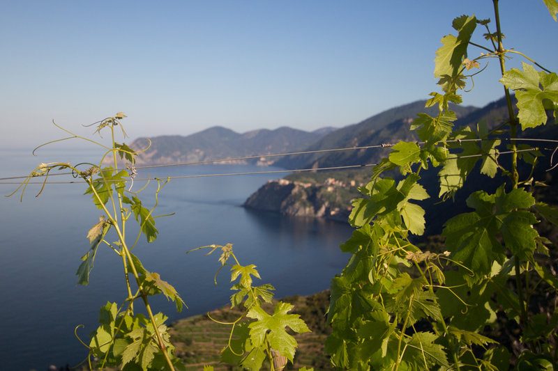 Grapevines on Corniolo Hill