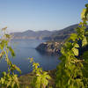 Grapevines on Corniolo Hill