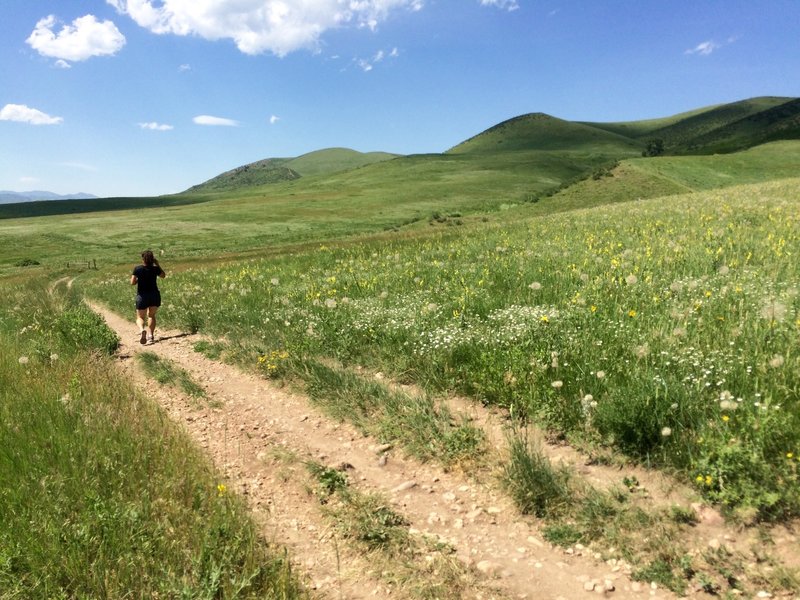 Beautiful running on the Green Mountain Trail