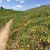 Wildflowers in June